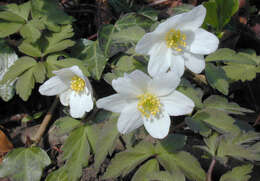 Image of European thimbleweed