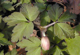 Image of European thimbleweed