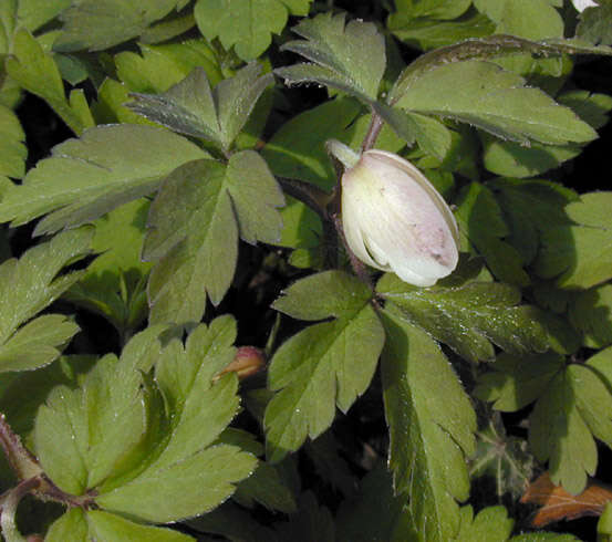 Image of European thimbleweed