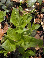 Image of dog's mercury