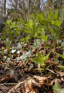 Image of dog's mercury