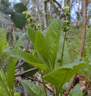 Image of dog's mercury