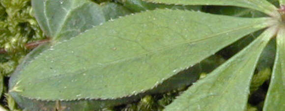 Plancia ëd Galium odoratum (L.) Scop.