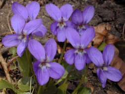 Image of hairy violet