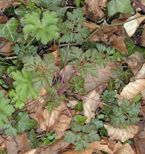 Image of <i>Geranium <i>robertianum</i></i> subsp. robertianum