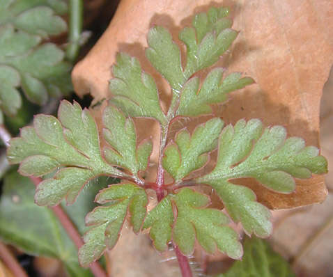 Image of <i>Geranium <i>robertianum</i></i> subsp. robertianum