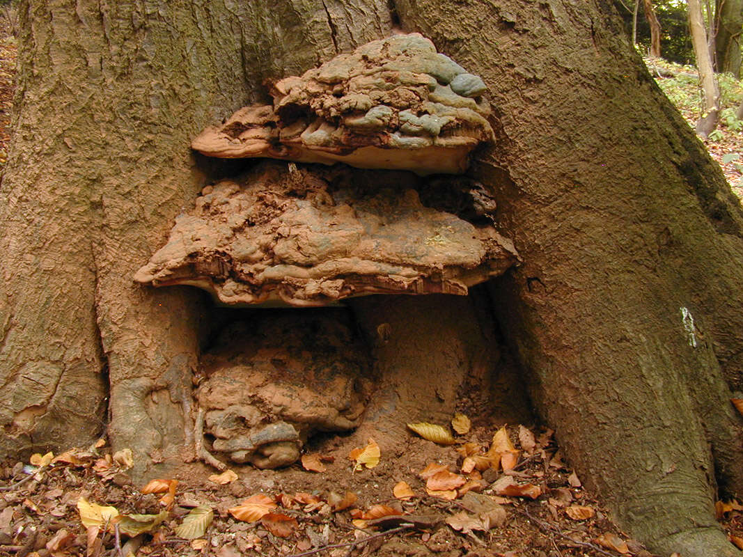 Image of Ganoderma pfeifferi Bres. 1889