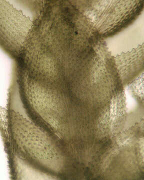 Image of tamarisk thuidium moss