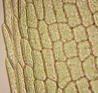 Image of Common Bladder Moss