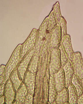 Image of Common Bladder Moss