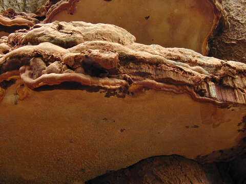 Image of Ganoderma pfeifferi Bres. 1889