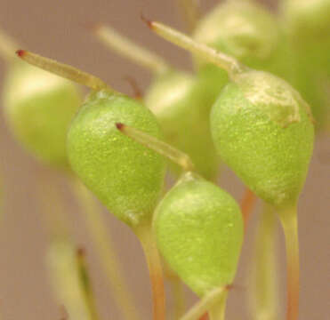 Image of Common Bladder Moss