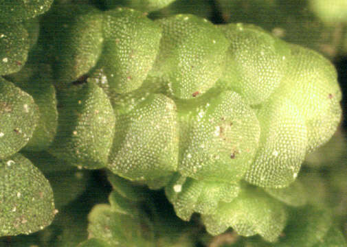 Image of Calypogeia muelleriana (Schiffn.) Müll. Frib.