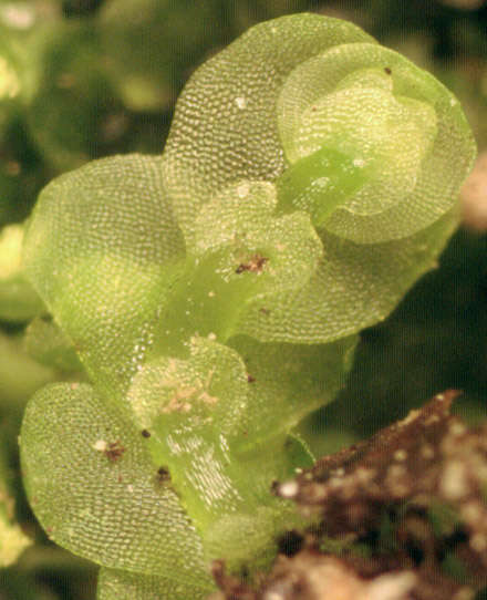 Image of Calypogeia muelleriana (Schiffn.) Müll. Frib.