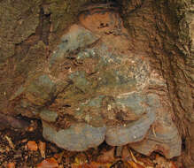 Image of Ganoderma pfeifferi Bres. 1889