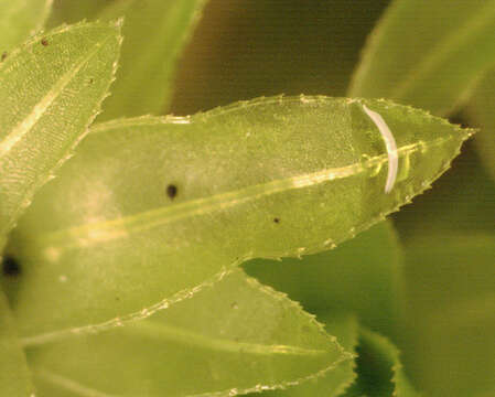 Image of horn calcareous moss