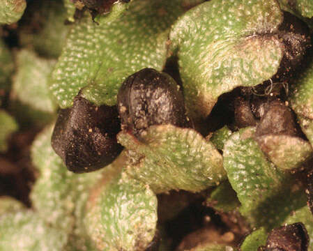 Image of Targioniaceae