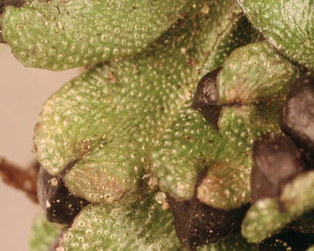 Image of Targioniaceae