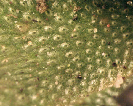 Image of Targioniaceae