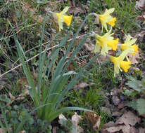 Image of Narcissus pseudonarcissus subsp. pseudonarcissus