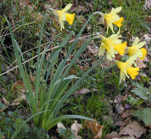 Image of Narcissus pseudonarcissus subsp. pseudonarcissus