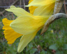 Image of Narcissus pseudonarcissus subsp. pseudonarcissus