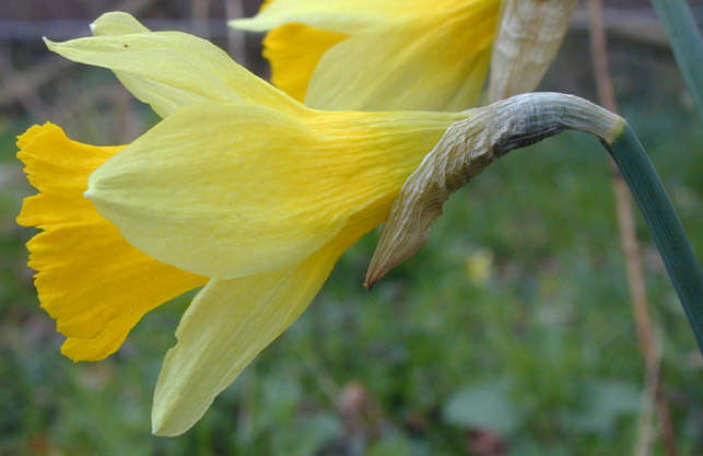 Image of Narcissus pseudonarcissus subsp. pseudonarcissus