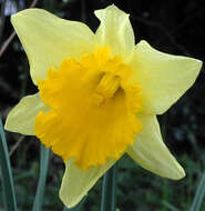 Image of Narcissus pseudonarcissus subsp. pseudonarcissus