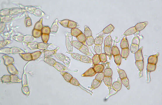 Imagem de Puccinia circaeae Pers. 1794