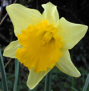 Narcissus pseudonarcissus subsp. pseudonarcissus resmi