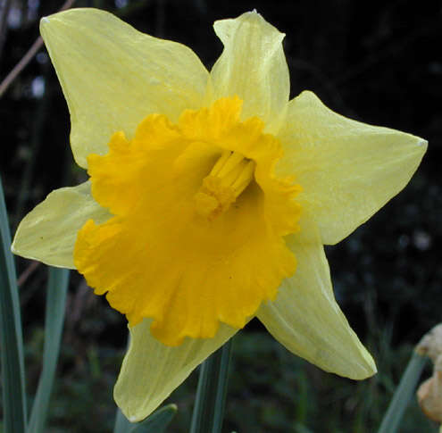 Image of Narcissus pseudonarcissus subsp. pseudonarcissus