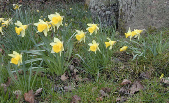 Narcissus pseudonarcissus subsp. pseudonarcissus resmi