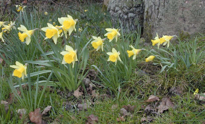 Image of Narcissus pseudonarcissus subsp. pseudonarcissus