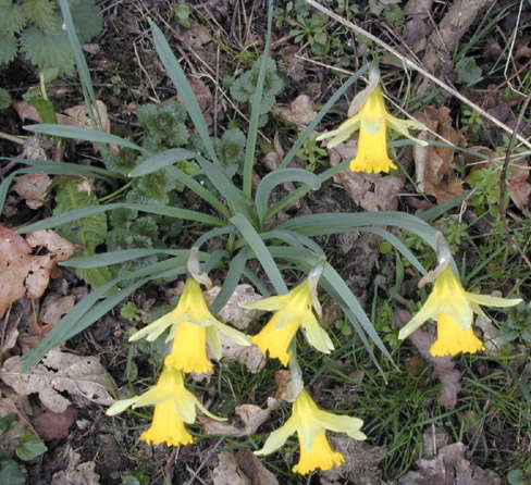 Image of Narcissus pseudonarcissus subsp. pseudonarcissus