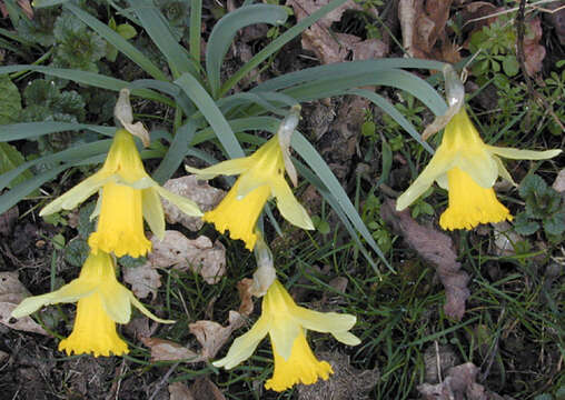 Narcissus pseudonarcissus subsp. pseudonarcissus resmi