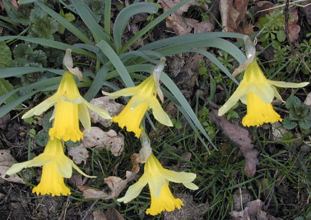 Image of Narcissus pseudonarcissus subsp. pseudonarcissus