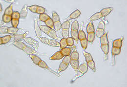 Image of Puccinia circaeae Pers. 1794