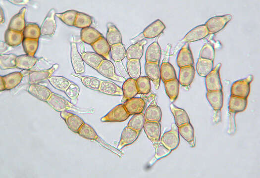 صورة Puccinia circaeae Pers. 1794