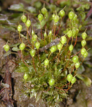 Image of Common Bladder Moss