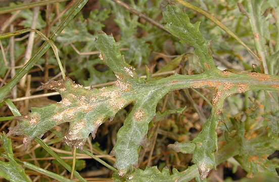 Image of Puccinia lagenophorae Cooke 1884