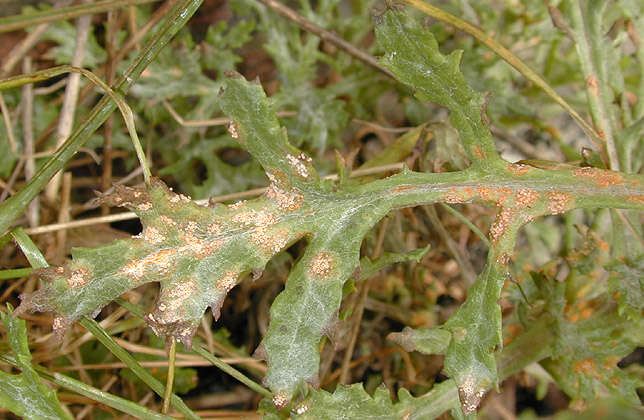 Image of Puccinia lagenophorae Cooke 1884