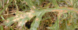 Image of Puccinia lagenophorae Cooke 1884