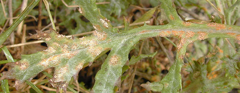 Image of Puccinia lagenophorae Cooke 1884