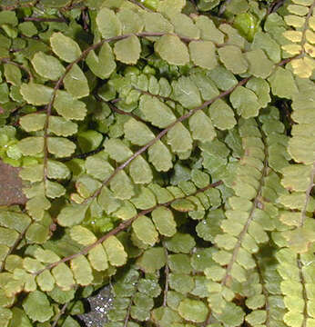 Image of maidenhair spleenwort