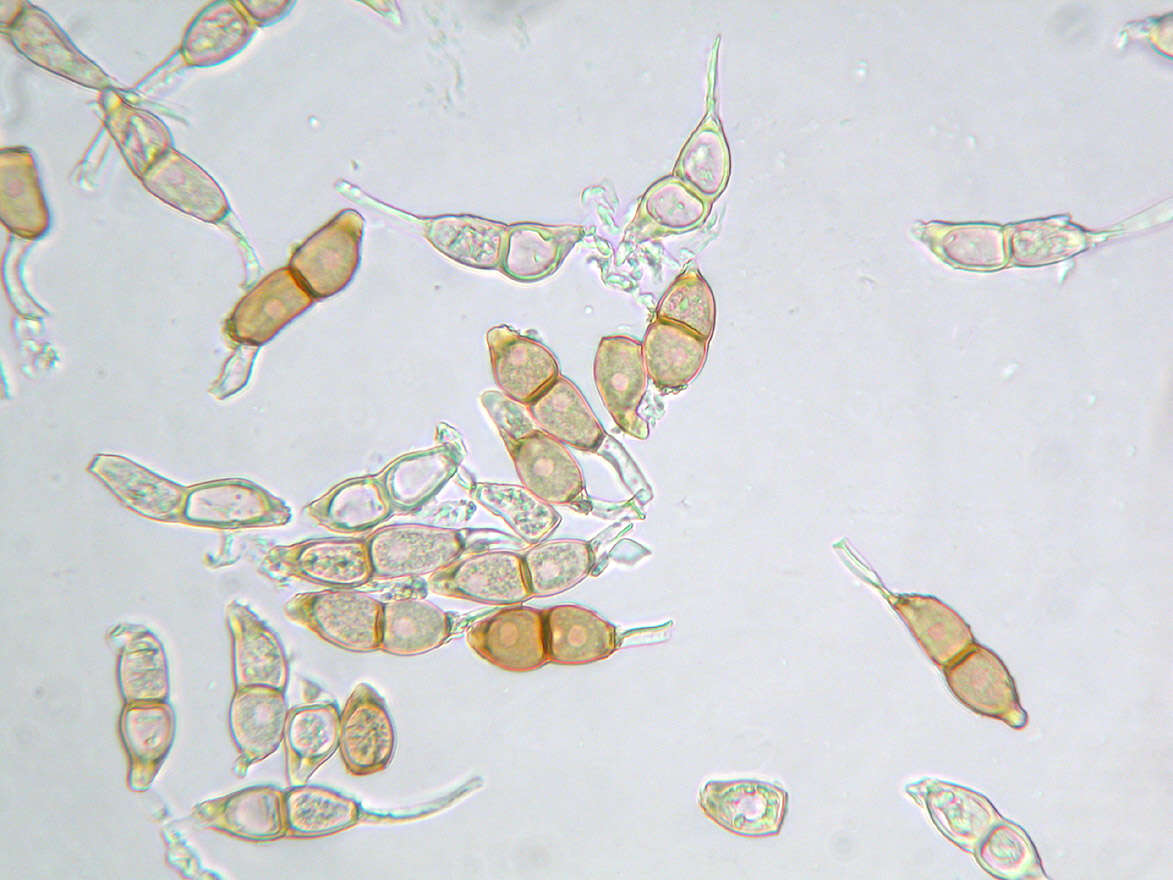 Plancia ëd Puccinia circaeae Pers. 1794