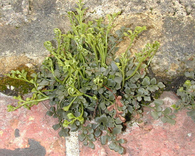 Plancia ëd Asplenium ruta-muraria L.