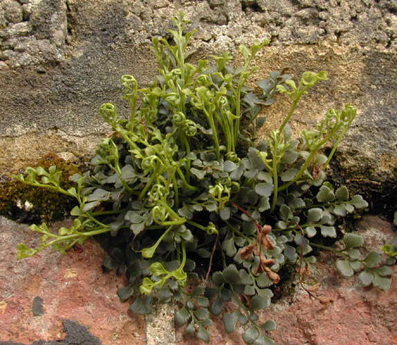 Plancia ëd Asplenium ruta-muraria L.