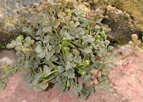 Plancia ëd Asplenium ruta-muraria L.