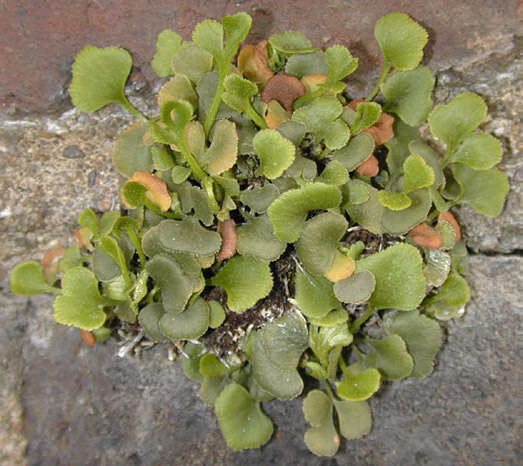 Plancia ëd Asplenium ruta-muraria L.