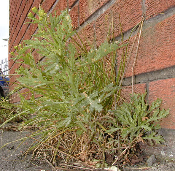 Image of oxford ragwort